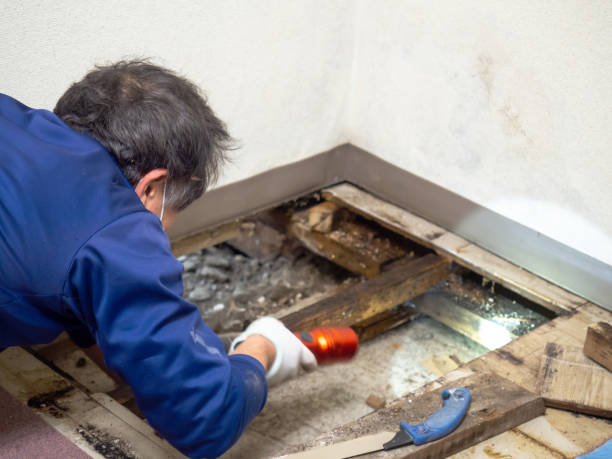 Best Certified Mold Removal  in University Of Virginia, VA
