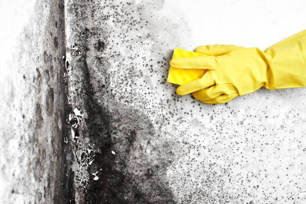 Mold Testing and Removal in University Of Virginia, VA