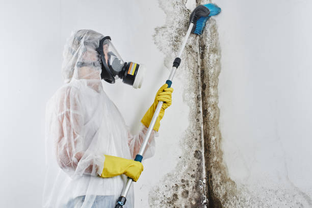 Best Mold Removal Company Near Me  in University Of Virginia, VA