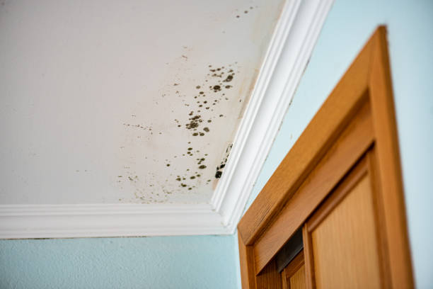 Best Mold Removal Near Me  in University Of Virginia, VA