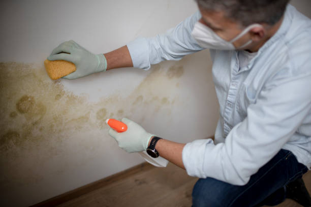 Best Mold Removal Company Near Me  in University Of Virginia, VA
