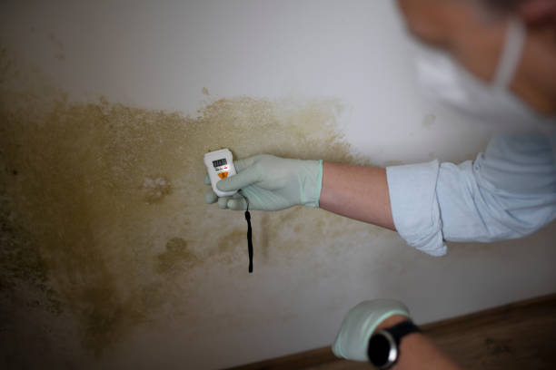 Best Same-Day Mold Removal  in University Of Virginia, VA