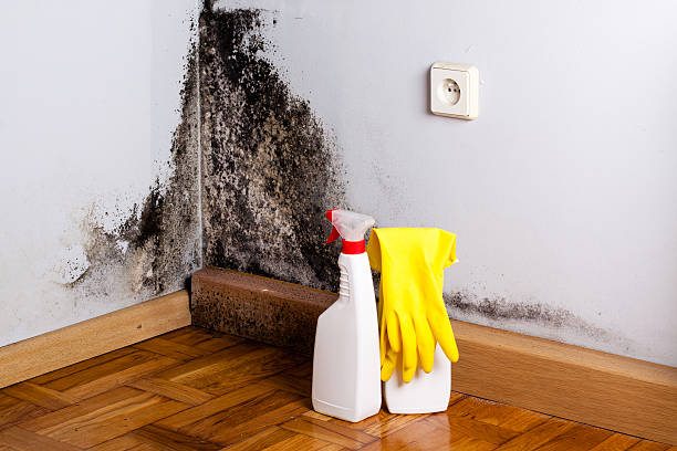 Reliable University Of Virginia, VA Mold Removal Solutions
