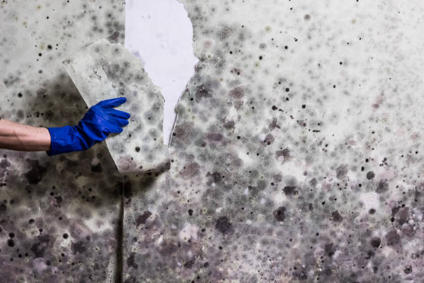 Best Affordable Mold Removal  in University Of Virginia, VA