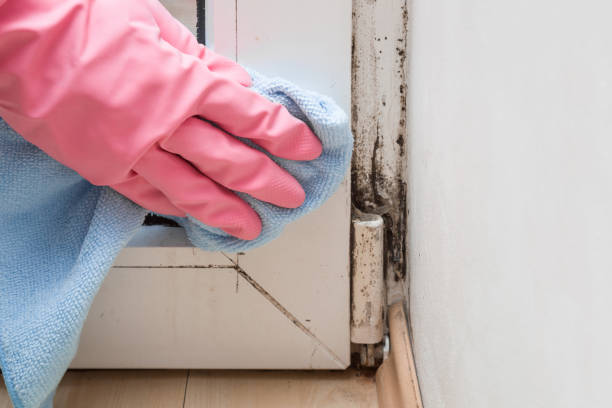 Mold Removal and Inspection in University Of Virginia, VA