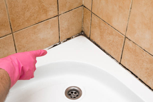 Best Mold Remediation  in University Of Virginia, VA